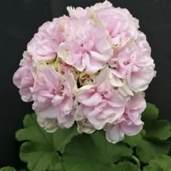 レアゼラニウム開花苗 - メルカリ