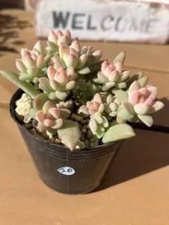 きょん様 リクエスト 4点 まとめ商品