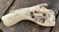 Item thumbnail for item 0a25450b-b6b6-4bf1-96c8-21f45f6463af