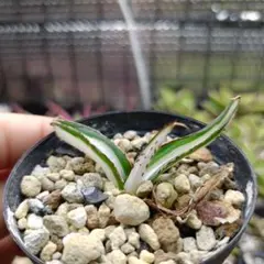 2026年最新】アガベ 氷山の人気アイテム - メルカリ