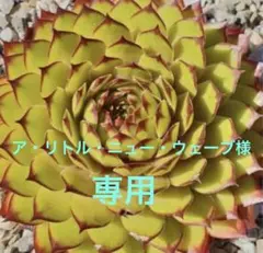 2026年最新】センペルビウムセットの人気アイテム - メルカリ