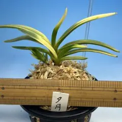 Ka2Tatch様 リクエスト 2点 まとめ商品