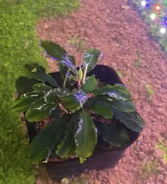 無農薬 水草 ブセファランドラ spハデス - メルカリ