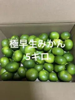 和歌山県産 【希少品種】紫小梅♥️3kg 数量限定タイムセール