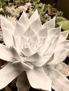 2026年最新】ダドレア ブリトニーの人気アイテム - メルカリ