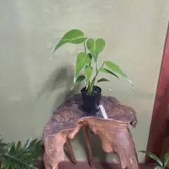 モンステラ デリシオーサ バールマルクスフレーム メルカリ便 大特価】モンステラ バールマルクスフレーム 3号鉢 No.077 鉢、送料込