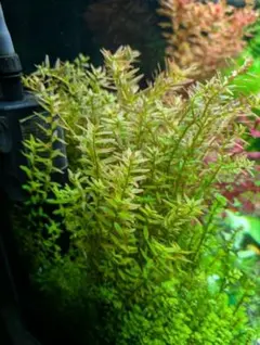 shinsol様 リクエスト 5点 まとめ商品