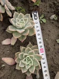 2025年最新】ハリーワトソン 多肉の人気アイテム - メルカリ