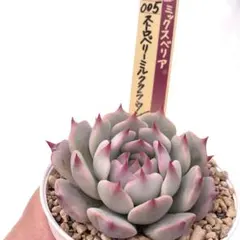 ❤️確認用❤️★D ミックスベリア❤️ストロベリーミルククラウン❤️抜き苗♪札なし 2025年最新】ストロベリーミルククラウンの人気アイテム - メルカリ