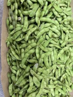 丹波産　黒枝豆　訳あり品のサムネイル
