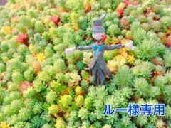 ルー様 リクエスト 2点 まとめ商品