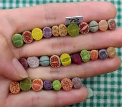 多肉植物リトープス/コノフィツム　S72ミニ玉　カラフルセット　土なし　抜き苗