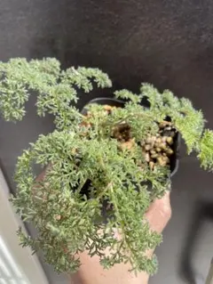 2026年最新】ペラルゴニウムの人気アイテム - メルカリ