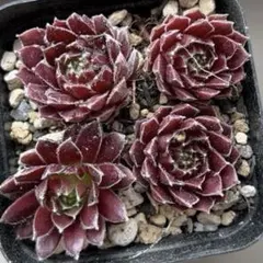 多肉植物 センペルビウム バイオレットクイーンViolet Queen 子株2つ