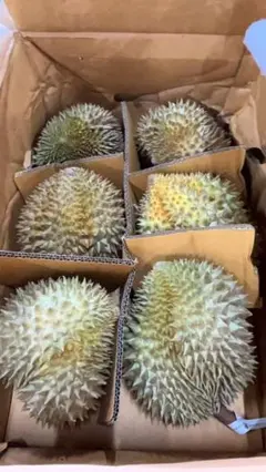 タイ産 ドリアン TAISHENDURIAN 1箱 4個入り - メルカリ