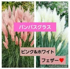 Polnareff様 リクエスト 2点 まとめ商品