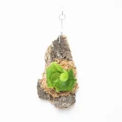 2025年最新】ビカクシダ マダガスカリエンセの人気アイテム