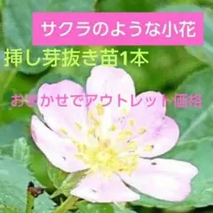 おまかせ薔薇抜き苗 1本 アウトレット価格 春咲きつるバラ「エクセルサ」 おまかせ薔薇抜き苗 1本 アウトレット価格 春咲きつるバラ「エクセルサ