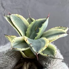 2026年最新】オリザバ アガベの人気アイテム - メルカリ