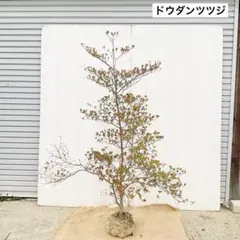 2025年最新】ドウダンツツジ 山採りの人気アイテム - メルカリ