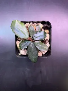 Bucephalandra Murung raya LA0813-1 黒 ※水上 - メルカリ