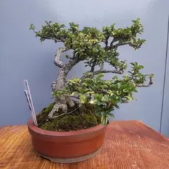 ザクロの模様木中型盆栽 - メルカリ