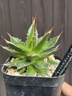 Agave アガベ ホリダ 鉢のまま発送 - メルカリ