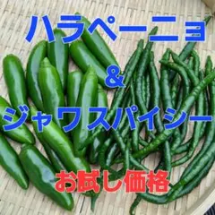 新鮮・朝採り！ ハラペーニョ＆ジャワスパイシー 詰め合わせ❣️ お試し価格のサムネイル