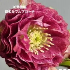 2026年最新】加藤農園クリスマスローズの人気アイテム - メルカリ