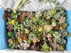 多肉植物エケベリア・セダムカット苗セット