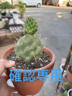 2026年最新】オプンチア スルフレアの人気アイテム - メルカリ