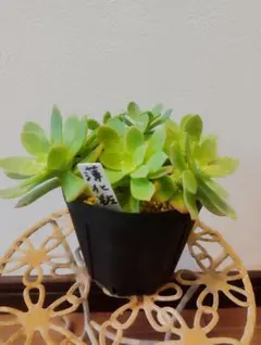 多肉植物 セダム6種① 抜き苗 - メルカリ