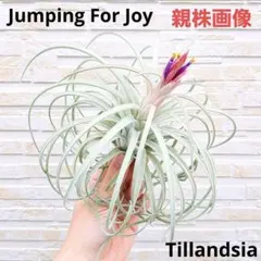 チランジア ジャンピングフォージョイのサムネイル