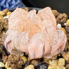 2025年最新】ピンク オブツーサの人気アイテム - メルカリ