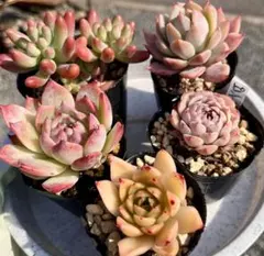 6.多肉植物　多肉セット　寄せ植え　初心者向け　詰め合わせ　多肉弁当