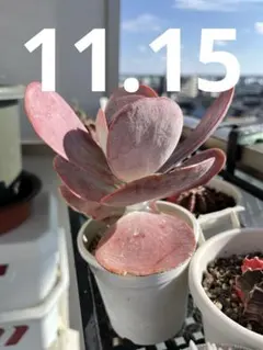 2025年最新】デザート・ローズの人気アイテム - メルカリ