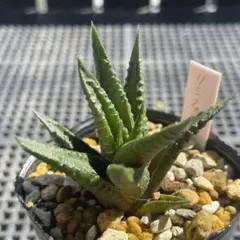 多肉植物 ハオルチア リミフォリア 抜き苗