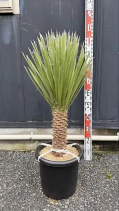 早いもの勝ち ユッカ ロストラータ 10 - メルカリ