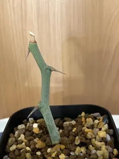 t*y様 A0509 超希少 アデニア バリー 現地球 t*y様 A0509 超希少 アデニア バリー 現地球