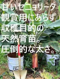 半額150㎝ひたすら甘い◇ドワーフ台湾＝バナナ苗◇感涙昭和のバナナ
