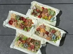 多肉弁当