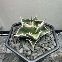 2025年最新】アガベsadの人気アイテム - メルカリ