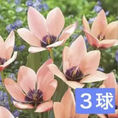 【来春用・全国発送可】原種系　チューリップ　アニカ　球根3球のサムネイル