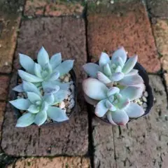 M*2様 【SIMIJIMIさん苗】三銃士【札付き】希少苗　黒札　シミジミさん M*2様 【SIMIJIMIさん苗】三銃士【札付き】希少苗 黒札 シミジミ