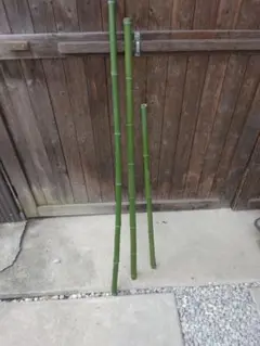 旬の青竹90～120㎝