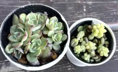 ぼちぼちいこか❣様 リクエスト 2点 まとめ商品