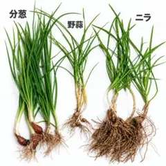 分葱 野蒜 ニラ 苗 3種セット ガーデニング