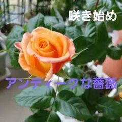アンティークな薔薇苗１株のサムネイル