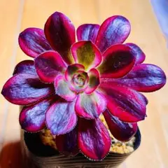 多肉植物。流星雨法師錦抜き苗 - メルカリ