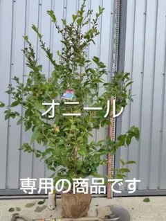 2026年最新】ブルーベリー オニールの人気アイテム - メルカリ